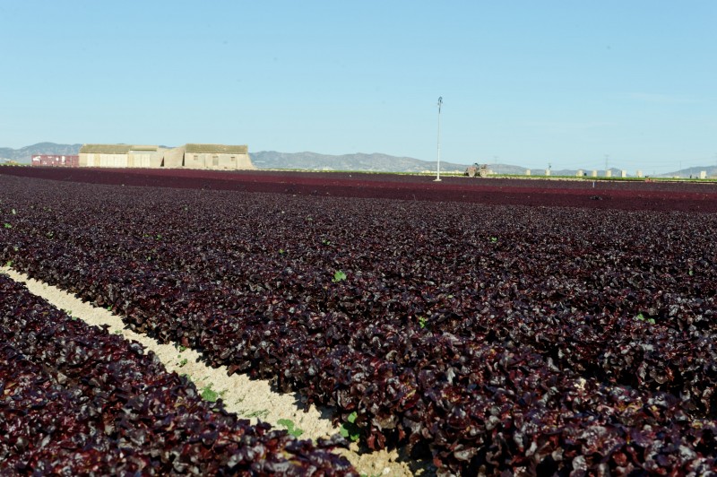 <span style='color:#780948'>ARCHIVED</span> - Murcian agriculturalists welcome the conditions brought by Storm Filomena